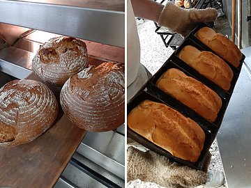 Neuer WACHTEL COLUMBUS für eine Bäckerei